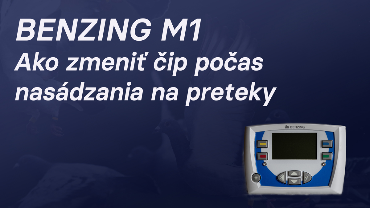 M1 - prečipovanie holuba počas nasádzania