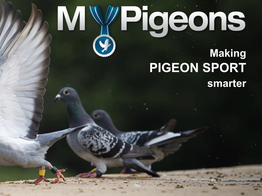 Predstavujeme MyPigeons 2.0 - novinky pre chovateľa