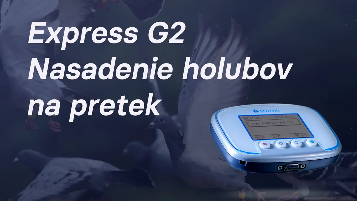 Nasadenie holubov na pretek